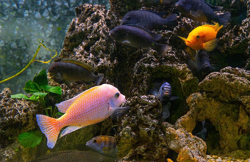 African Cichlid