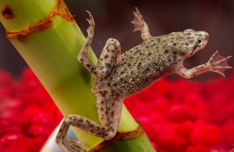 African Dwarf Frog