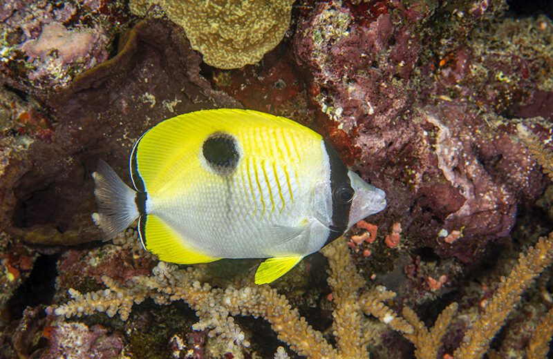 Butterflyfish