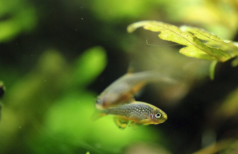 Celestial Pearl Danio