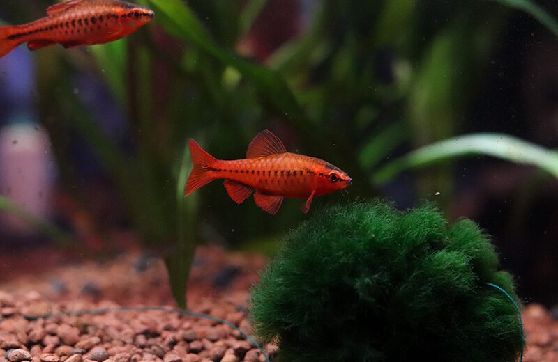 Cherry Barb