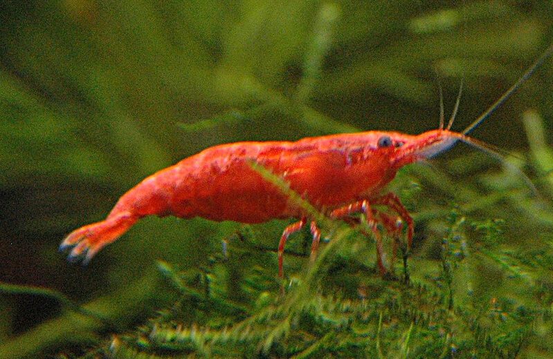 Cherry Shrimp