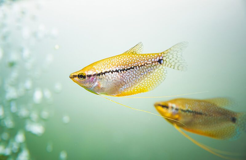 Dwarf Gouramis