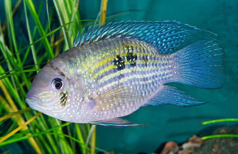 Electric Blue Acara