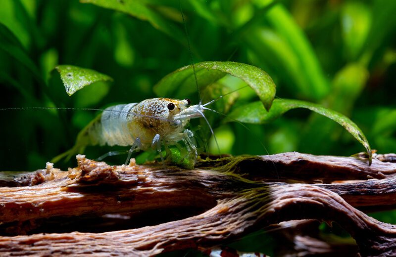 Freshwater Shrimp