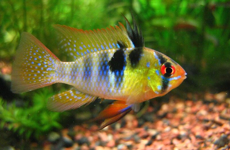 German Blue Ram