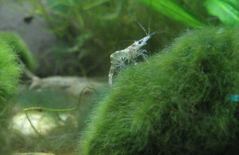 Ghost Shrimp