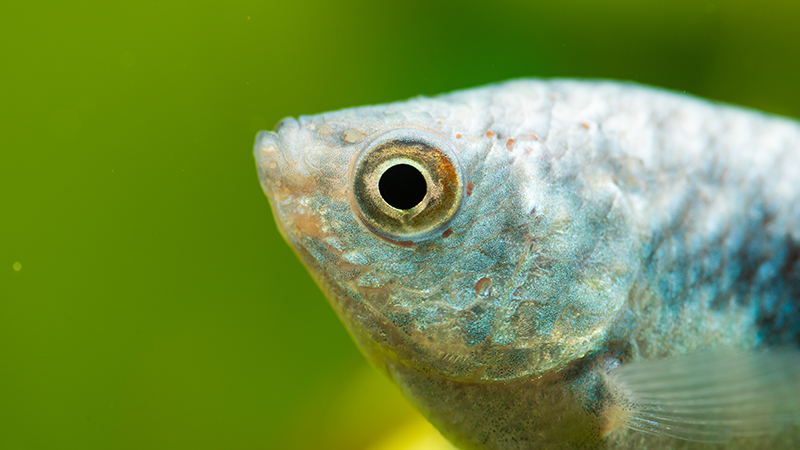 Gourami