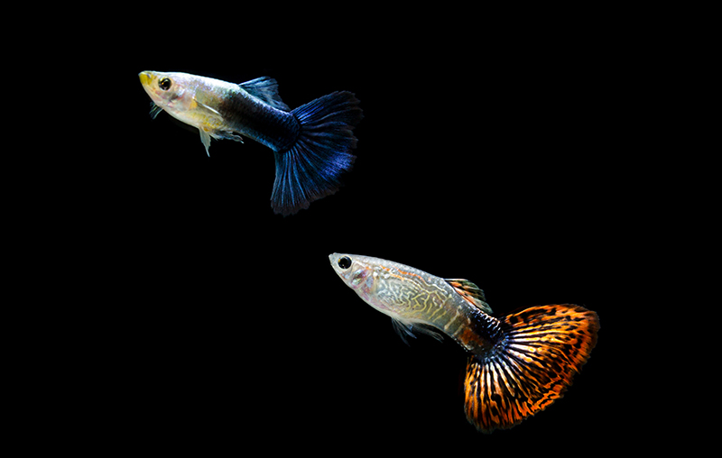 Guppies