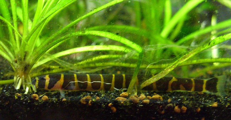 Kuhli Loach