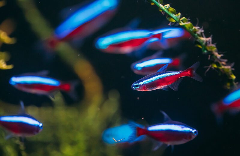 Neon Tetras