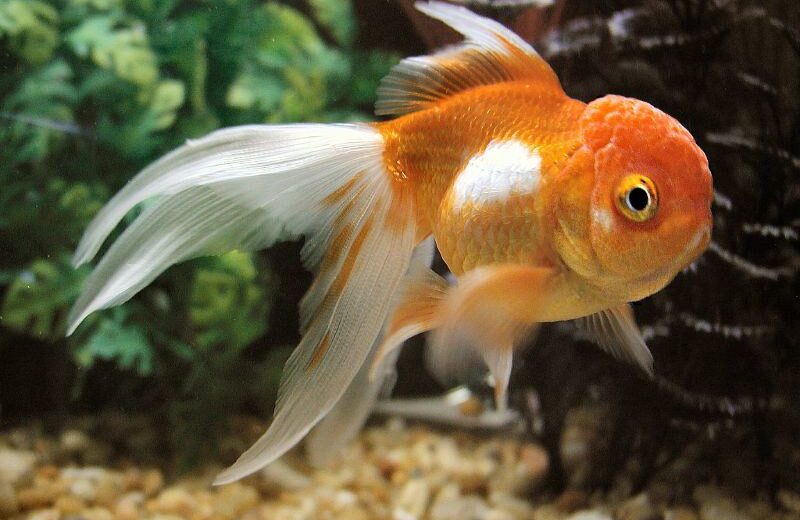 Oranda Goldfish