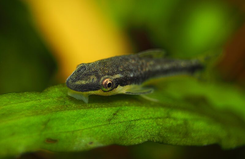 Otocinclus