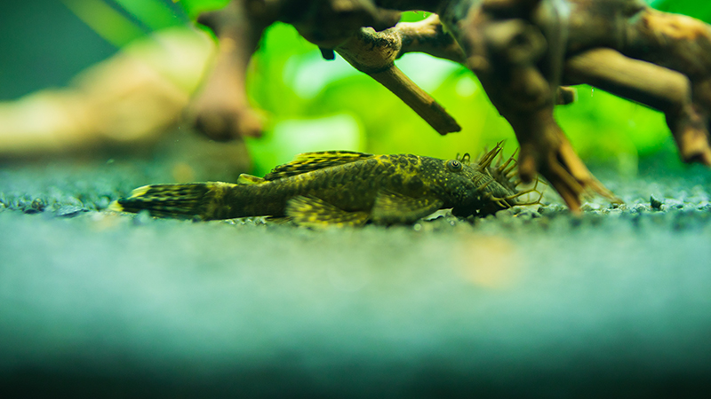 Plecos