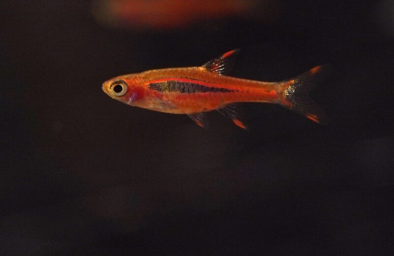 Chili Rasbora